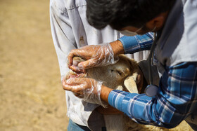 واکسیناسیون دام در روستاهای خراسان شمالی