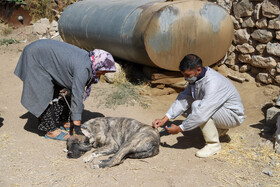واکسیناسیون دام در روستاهای خراسان شمالی