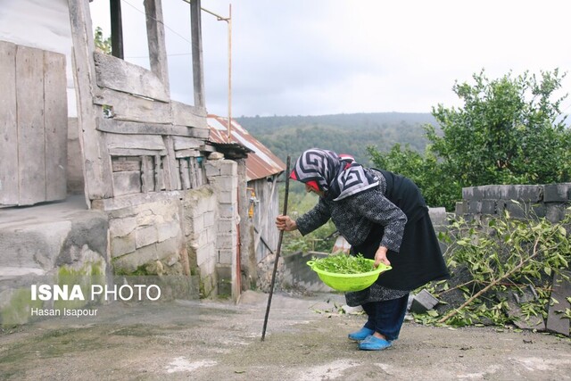 عکس تزئینی است. شیوع بالای «سالمند آزاری»/ هشدار؛ سوءبرداشتها از «لوس شدن سالمندان»