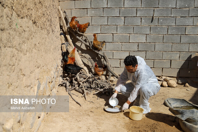 عکس تزئینی است اجرای مرحله دوازدهم واکسیناسیون نیوکاسل پرندگان در زنجان