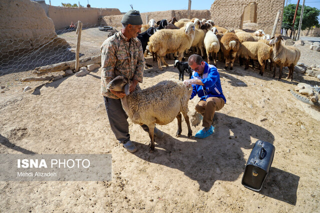 آغاز واکسیناسیون دام‌های کرمانشاه علیه سویه جدید تب‌برفکی