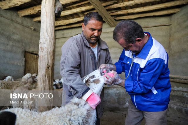 اجرای فاز نخست واکسیناسیون رایگان دام سبک و سنگین در سنندج