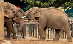 اولین واکسن علیه ویروس کشنده فیلها