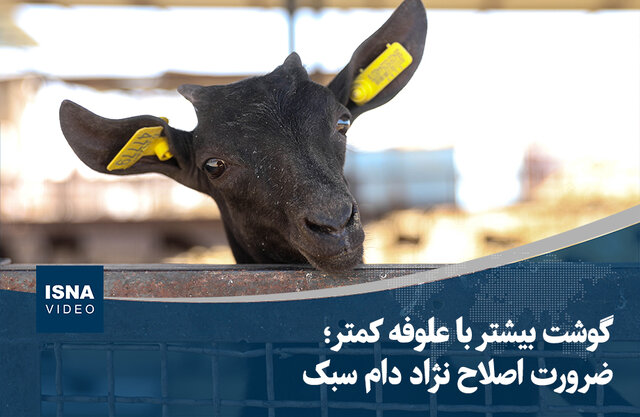 ویدیو/ گوشت بیشتر با علوفه کمتر؛ ضرورت اصلاح نژاد دام سبک