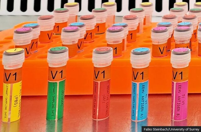 اولین واکسن علیه ویروس کشنده فیلها