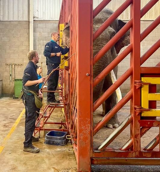 اولین واکسن علیه ویروس کشنده فیلها