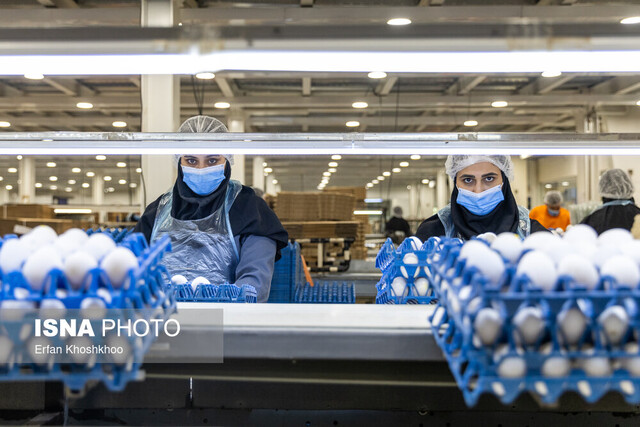 عکس تزئینی است کاهش هزینههای تولید با اجرای طرح «طاها» در استان زنجان