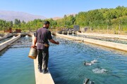 مدیرکل شیلات استان: کرمانشاه می‌تواند به قطب تولید آبزیان غرب کشور تبدیل شود