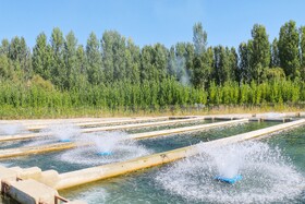 بازدید خبرنگاران از بزرگترین مجتمع پرورش و بسته‌بندی ماهی نهاوند