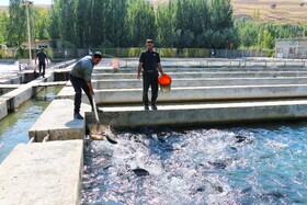 بازدید خبرنگاران از بزرگترین مجتمع پرورش و بسته‌بندی ماهی نهاوند