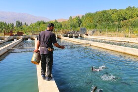 بازدید خبرنگاران از بزرگترین مجتمع پرورش و بسته‌بندی ماهی نهاوند