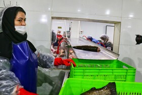 بازدید خبرنگاران از بزرگترین مجتمع پرورش و بسته‌بندی ماهی نهاوند