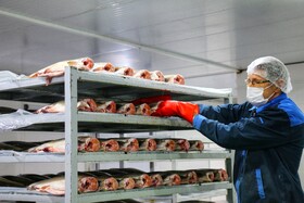 بازدید خبرنگاران از بزرگترین مجتمع پرورش و بسته‌بندی ماهی نهاوند