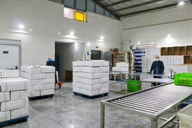 بازدید خبرنگاران از بزرگترین مجتمع پرورش و بسته‌بندی ماهی نهاوند