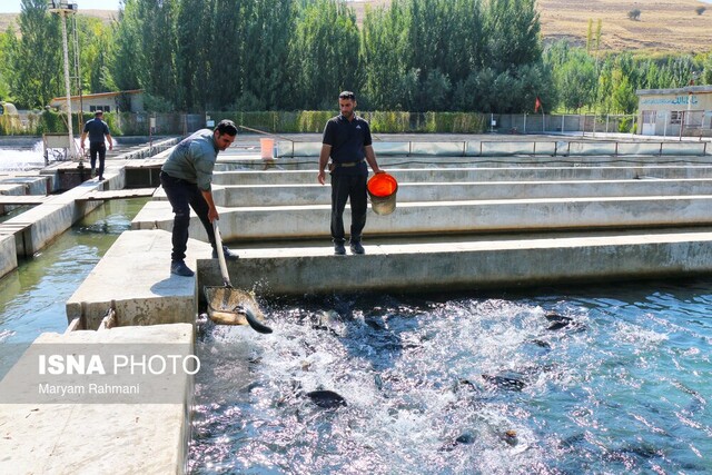 خسارت ۱۱۰ میلیارد تومانی جنگ و سیل به آبزی‌پروری کرمانشاه