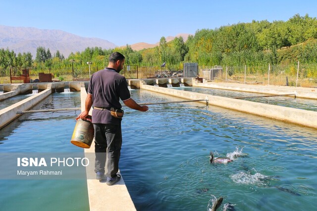مدیرکل شیلات استان: کرمانشاه می‌تواند به قطب تولید آبزیان غرب کشور تبدیل شود