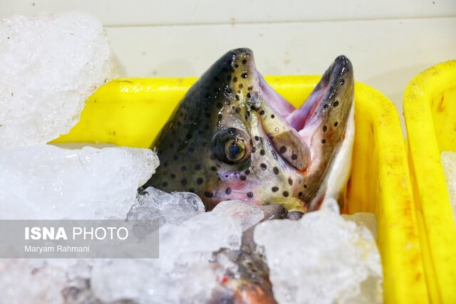 ماهی گزینهای که نباید از سبد غذایی حذف شود