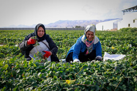 تولید برای محرومیت زدایی؛ گلخانه توتفرنگی چناران