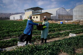تولید برای محرومیت زدایی؛ گلخانه توتفرنگی چناران