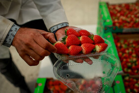 تولید برای محرومیت زدایی؛ گلخانه توتفرنگی چناران