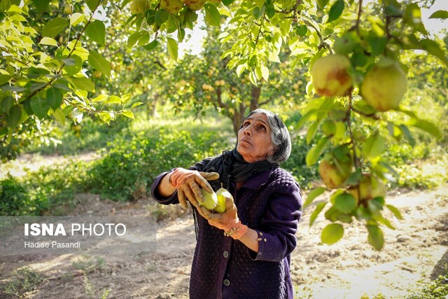 لرستان دارای ۴۲ هزار هکتار باغ مثمر است 
