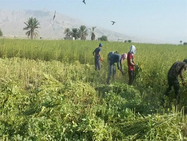 برداشت کنجد در فراشبند آغاز شد