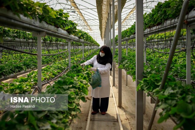 کمبود دانش و تجربه، چالش اصلی کشت گلخانه‌ای در گلستان