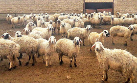 افزایش بازده دامداری‌ها با تغذیه متعادل و انتخاب نژاد مناسب