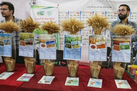 نخستین نمایشگاه تخصصی آرد و نان همدان افتتاح شد