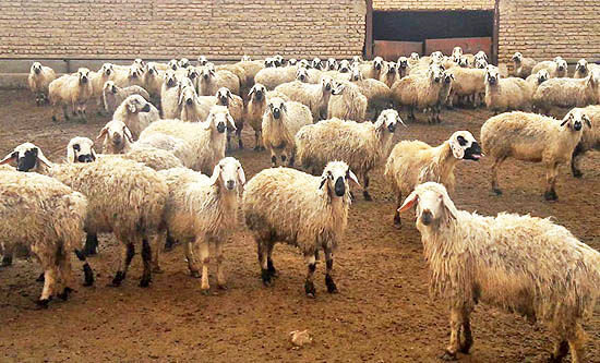 بیش از ۹۰ درصد زیرساخت پرورش دام لرستان به صورت سنتی است بیش از ۹۰ درصد زیرساخت پرورش دام لرستان به صورت سنتی است