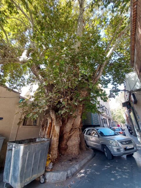 بیتوجهی به مصوبه شورای شهر؛ دیرزیستان تهران نابود میشوند