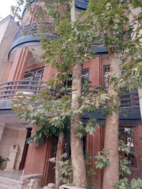 بیتوجهی به مصوبه شورای شهر؛ دیرزیستان تهران نابود میشوند