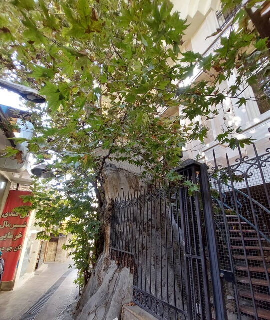 بی‌توجهی به مصوبه شورای شهر؛ دیرزیستان تهران نابود می‌شوند