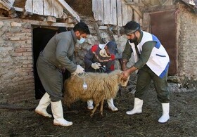 افتتاح نخستین قرارگاه جهادی دامپزشکی استان سمنان در کالپوش میامی
