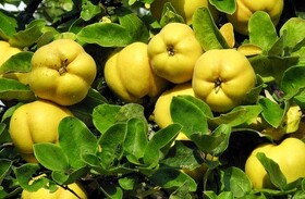 تلاش برای توسعه علمی باغات «به» در فارس/ پیش‌بینی برداشت ۲۲ هزار تن طی امسال