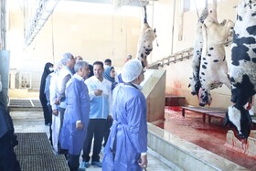 برگزاری تور رسانه‌ای دامپزشکی در زاهدان به مناسبت هفته دامپزشکی