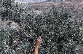 انفعال دولت نواف سلام؛ شرط‌گذاری اسرائیل برای ورود کشاورزان لبنانی به زمین‌هایشان