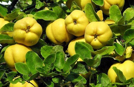 تلاش برای توسعه علمی باغات «به» در فارس/ پیش‌بینی برداشت ۲۲ هزار تن طی امسال