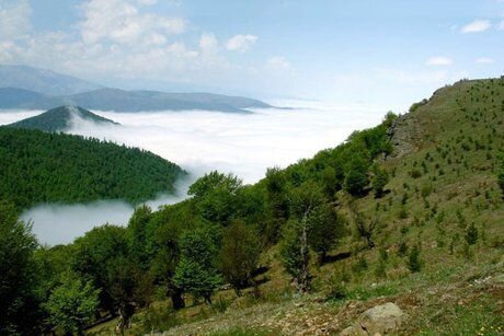 سند مدیریت پایدار جنگل‌های زاگرس نهایی شد