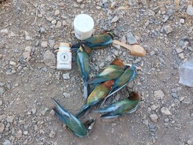 متخلف محیط‌زیست در ارسنجان به دام افتاد/کشف یک روش غیرمجاز برای مقابله با پرندگان