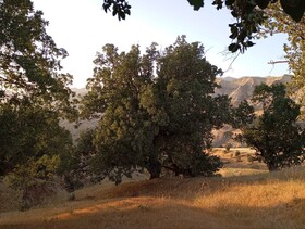 رئیس کمیسیون کشاورزی مجلس: گونه‌های مختلف بلوط باید احیا و اصلاح شوند