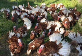 پرورش بوقلمون می‌تواند اقتصاد روستایی را در مسیر تحول قرار دهد