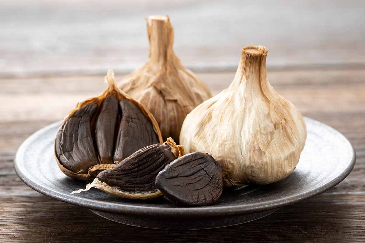 سیر سیاه دکتر بیز چیست/ معرفی کامل تا نحوه خرید آنلاین
