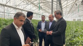 توسعه گلخانه‌ها مسیری برای بهبود کشاورزی است