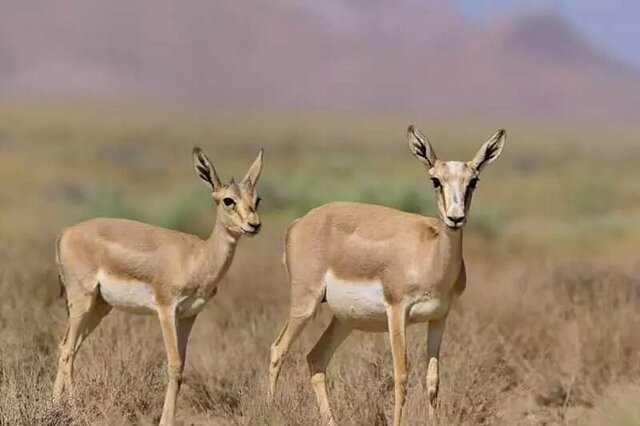 عکس تزیینی است. تأکید بر افزایش جمعیت آهو در دشت مغان