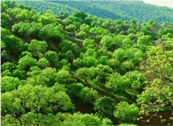 مدیریت یکپارچه جنگل‌داری؛ راه نجات جنگل‌های زاگرس از زوال و خشکیدگی