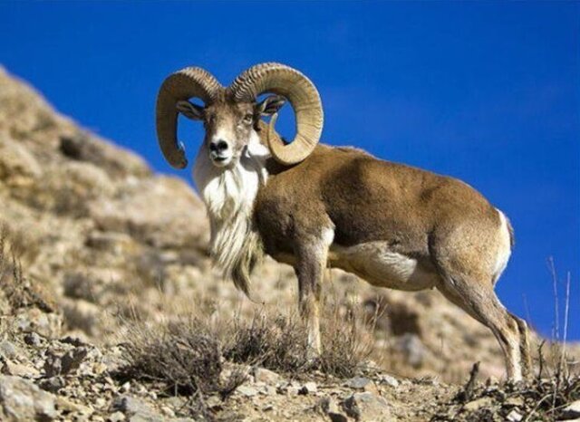 عکس تزئینی ست بازداشت ۳ شکارچی در پارک ملی صیدوا / کشف لاشه قوچ وحشی از شکارچیان