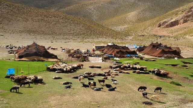 توزیع ۱۰۰ تن جو دولتی بین عشایر شهرستانهای دنا و مارگون توزیع ۱۰۰ تن جو دولتی بین عشایر شهرستانهای دنا و مارگون