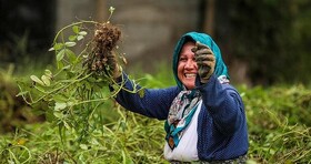 بانوان روستایی سرمایه‌های خاموش توسعه اجتماعی هستند