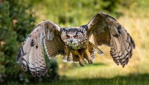 تصویر تزیینی است بازگشت شاهبوف به آسمان سمنان